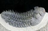 Gorgeous Spiny Drotops Armatus Trilobite - #24770-1